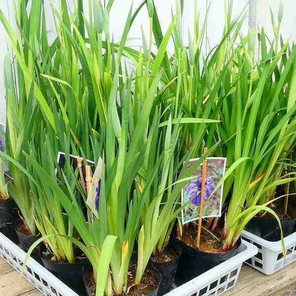 花菖蒲 桃園 大苗 5号ポット ハナショウブ 山野草 宿根草 2601 お花処 昌山園 通販 Yahoo ショッピング