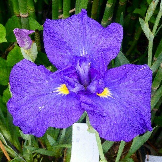 花菖蒲 柴田 大苗 5号ポット ハナショウブ 山野草 宿根草 2601 お花処 昌山園 通販 Yahoo ショッピング