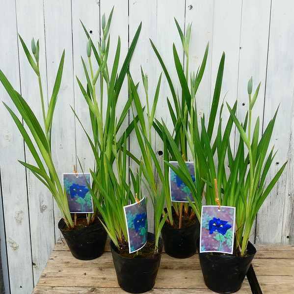 花菖蒲 柴田 大苗 5号ポット ハナショウブ 山野草 宿根草 2601 お花処 昌山園 通販 Yahoo ショッピング