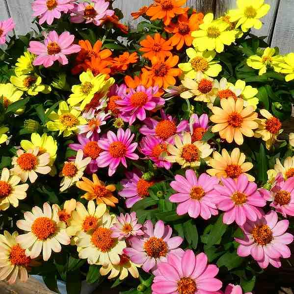 百日草 苗 1ポット 花色お任せ 充実株 ジニア 3 5号ポット 夏の花 秋まで咲く 25 お花処 昌山園 通販 Yahoo ショッピング