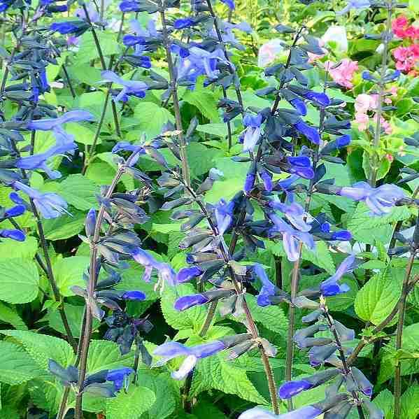 スーパーサルビア 苗 ロックンロール ブルーティアーズ 水色花 青花 夏の花 3 5号 2607 お花処 昌山園 通販 Yahoo ショッピング