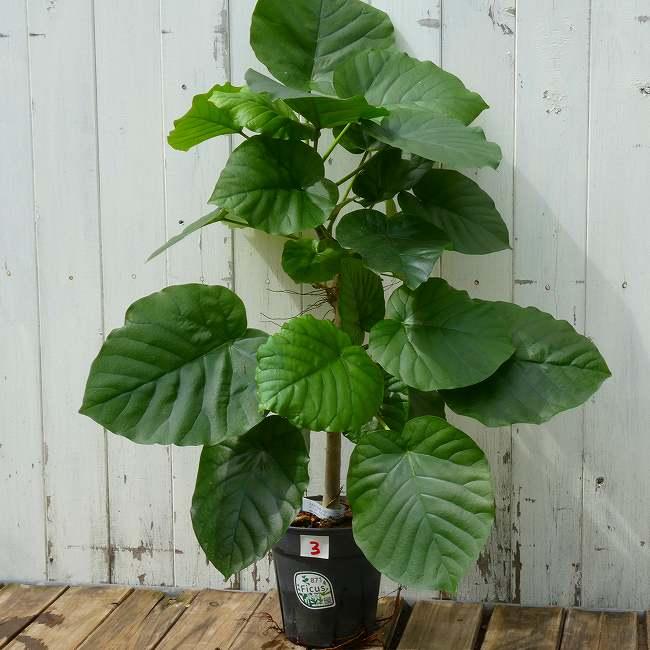 ウンベラータ No.3 観葉植物 5号鉢 全高60cm ハートリーフ 260922