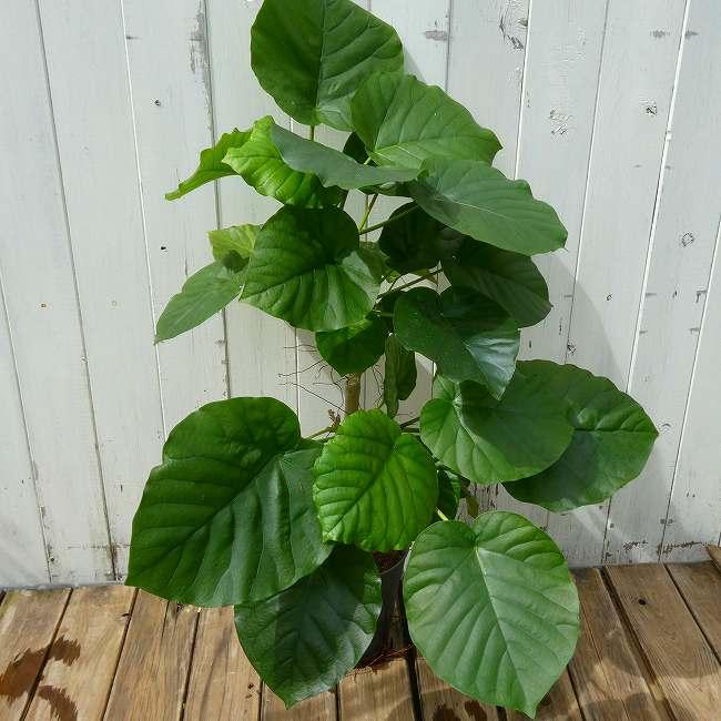 ウンベラータ No.3 観葉植物 5号鉢 全高60cm ハートリーフ 260922
