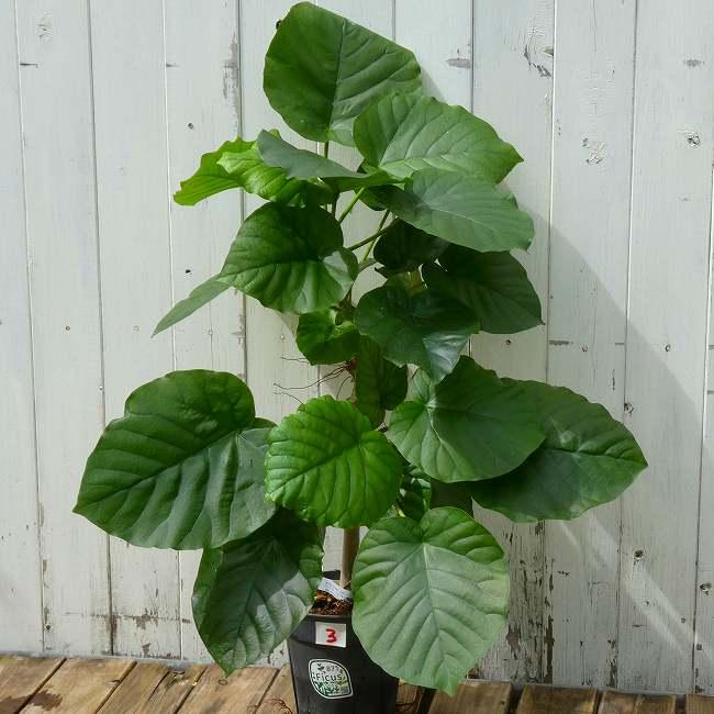 ウンベラータ No.3 観葉植物 5号鉢 全高60cm ハートリーフ 260922