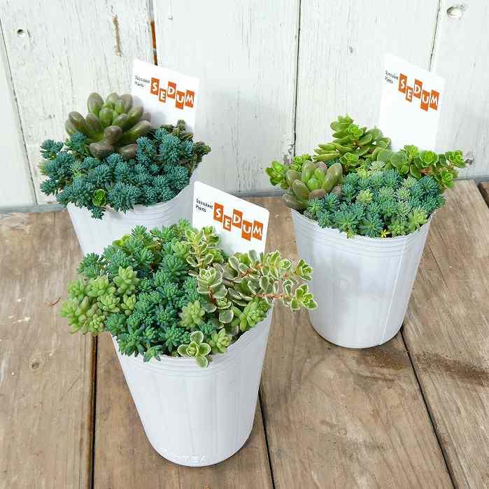 多肉植物 苗 寄せ植え 2.5号 260226 : お花処 昌山園 - 通販 - Yahoo
