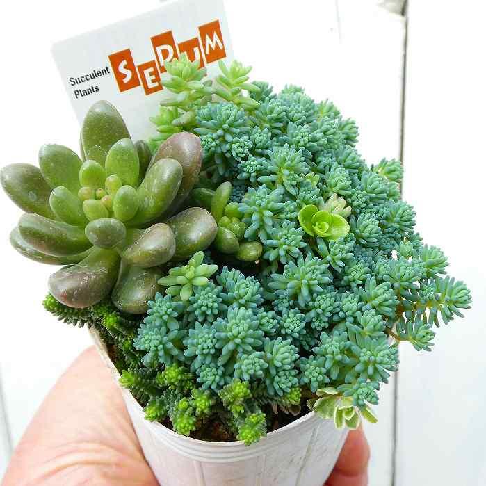 多肉植物 苗 寄せ植え 2.5号 260226 : お花処 昌山園 - 通販 - Yahoo