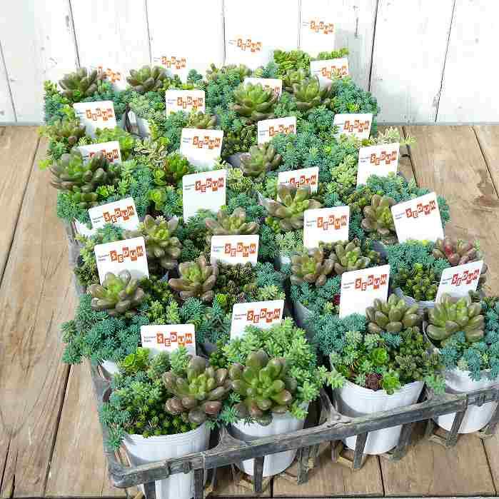 多肉植物 苗 寄せ植え 2.5号 260226 : お花処 昌山園 - 通販 - Yahoo