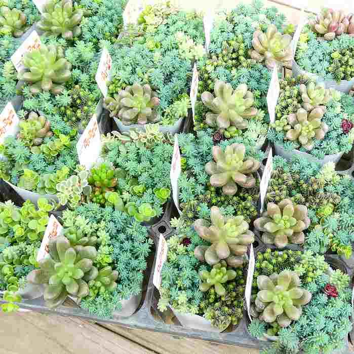 多肉植物 苗 寄せ植え 2.5号 260226 : お花処 昌山園 - 通販 - Yahoo