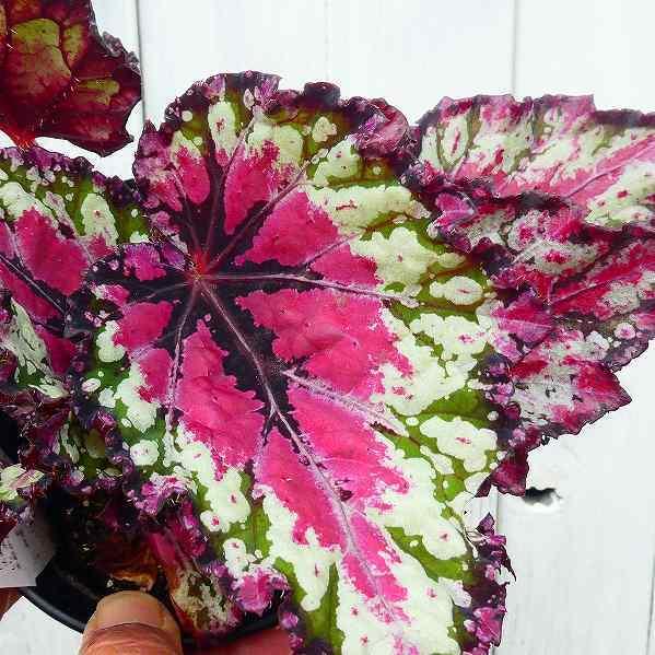 レックスベゴニア エンバー 4号 鉢植え 苗 観葉植物 220719 : お花処