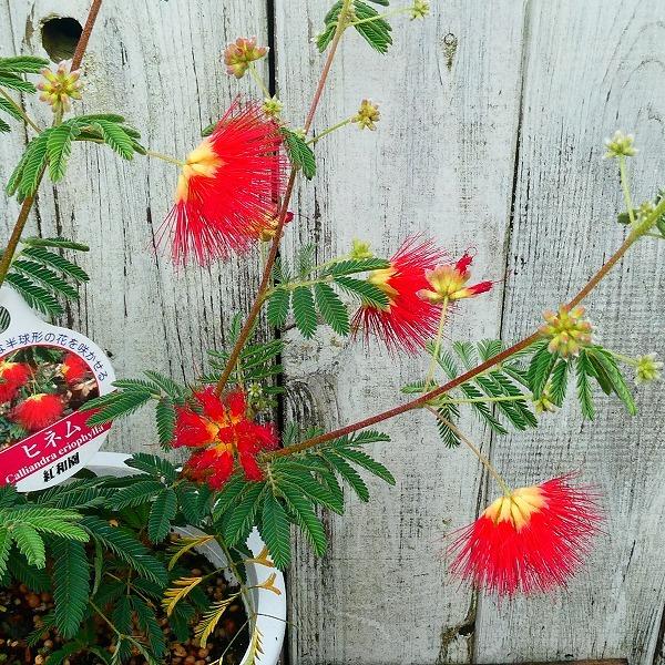 緋ネム 苗 ヒネム 5号ポット 赤花 カリアンドラ 夏の花 240514 : お花