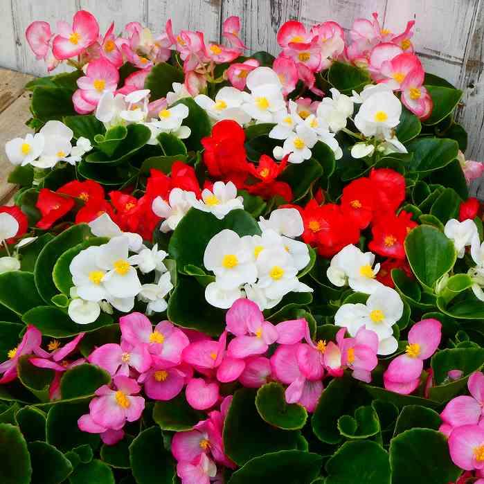 ベゴニア 苗 センパフローレンス 花色お任せ 白花 ピンク花 赤花 3.5号