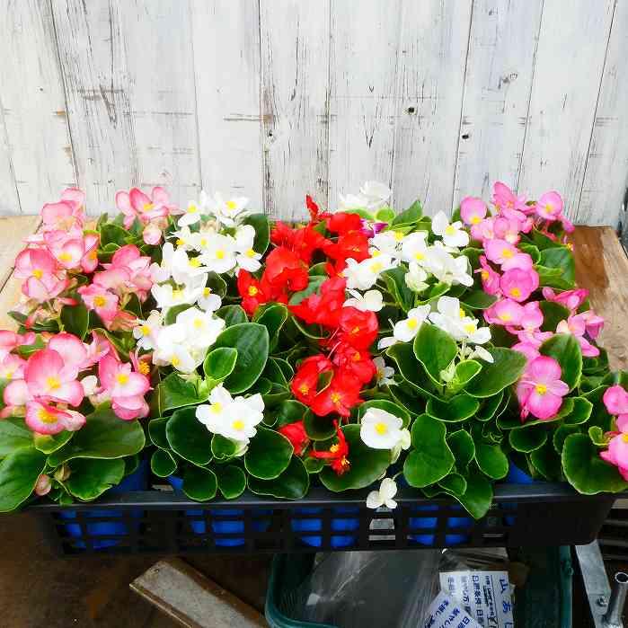 ベゴニア 苗 センパフローレンス 花色お任せ 白花 ピンク花 赤花