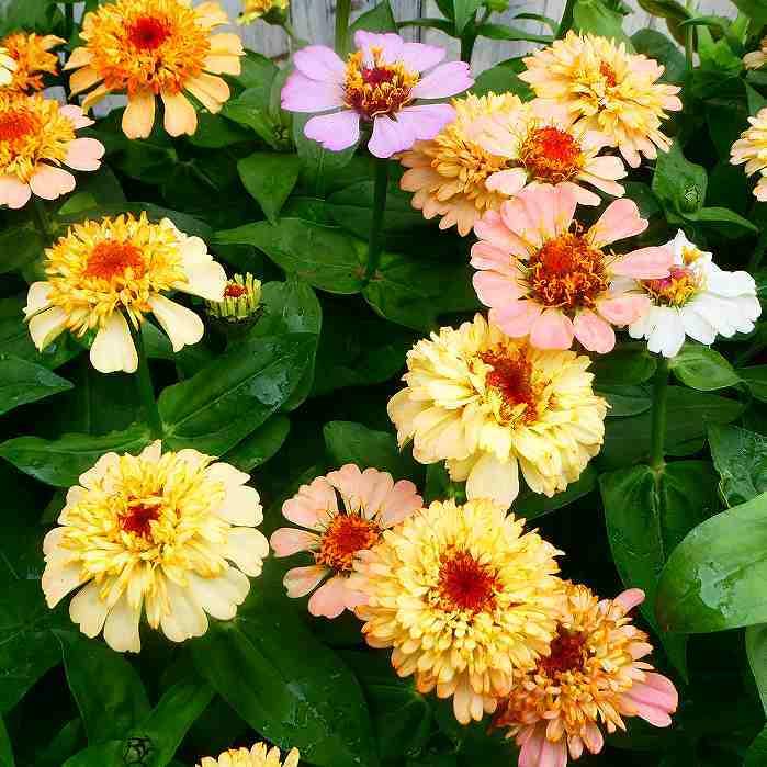 ジニア シンデレラ 苗 花色お任せ 百日草 3.5号ポット 花壇苗 秋まで
