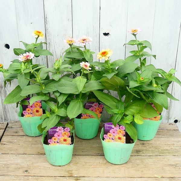 ジニア シンデレラ 苗 花色お任せ 百日草 3 5号ポット 花壇苗 秋まで咲く 2616 お花処 昌山園 通販 Yahoo ショッピング