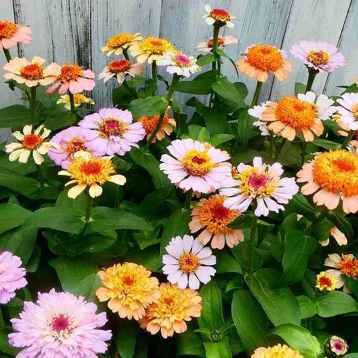ジニア シンデレラ 苗 花色お任せ 百日草 3.5号ポット 花壇苗 秋まで