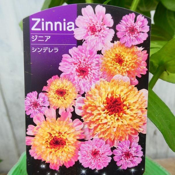 ジニア シンデレラ 苗 花色お任せ 百日草 3.5号ポット 花壇苗 秋まで