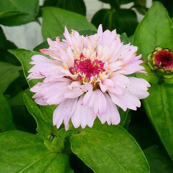 ジニア シンデレラ 苗 花色お任せ 百日草 3 5号ポット 花壇苗 秋まで咲く 2616 お花処 昌山園 通販 Yahoo ショッピング