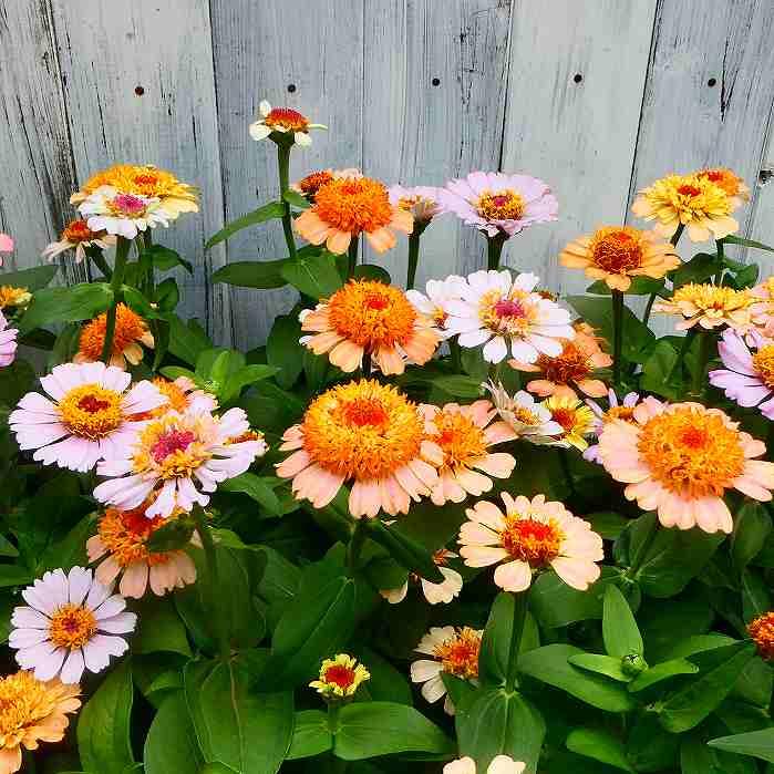 ジニア シンデレラ 苗 花色お任せ 百日草 3.5号ポット 花壇苗 秋まで