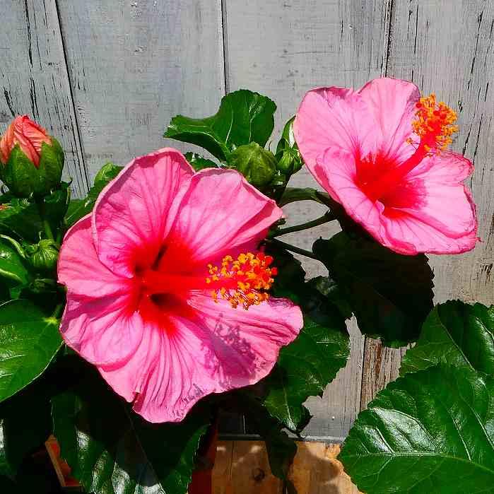 ハイビスカス アジアの風 セレブレイトサマー 4号鉢 ピンク花 夏の花