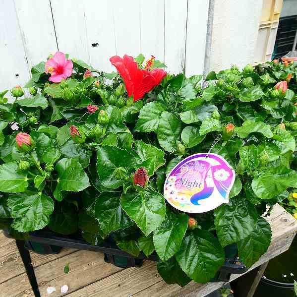 アートフラワー鉢花 ひょうたん型 赤と緑の花 アートフラワー鉢花 ひょうたん型 赤と緑の花 アートフラワー鉢花