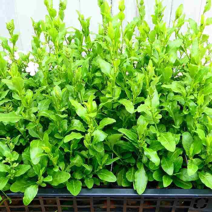 ルリマツリ 白花 苗 3.5号 暑さに強い プルンバーゴ 秋まで咲く : お花