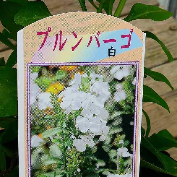 ルリマツリ 白花 苗 3.5号 暑さに強い プルンバーゴ 秋まで咲く : お花