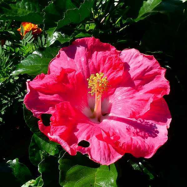 ハイビスカス アジアの風 マザーピンク 4号鉢 ピンク花 夏の花 苗 鉢花