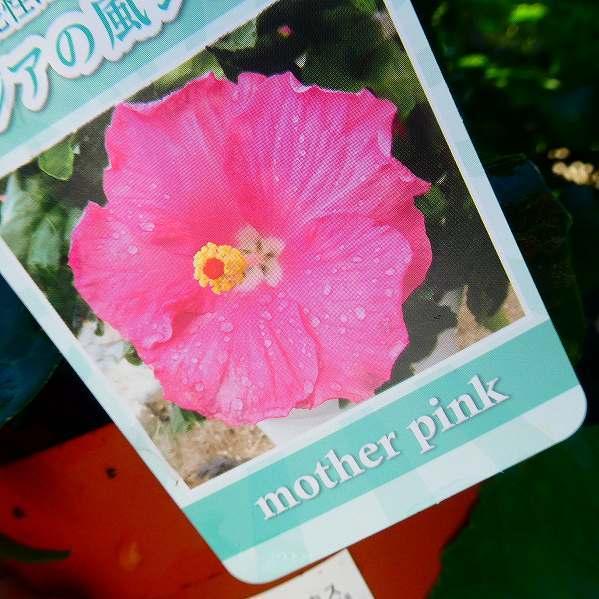 ハイビスカス アジアの風 マザーピンク 4号鉢 ピンク花 夏の花 苗 鉢花