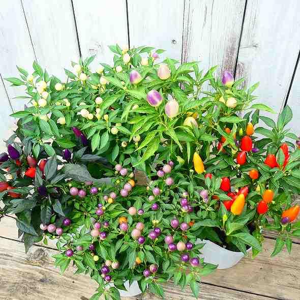 鑑賞用唐辛子 苗 実色お任せ 3 5号 カラフル 実付き トウガラシ 2807 お花処 昌山園 通販 Yahoo ショッピング