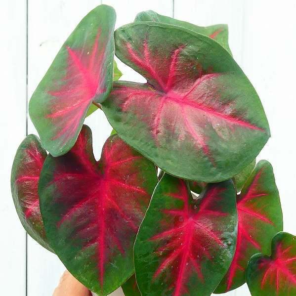 カラジューム 赤葉 3.5号鉢 苗 観葉植物 カラジウム 220712 : お花処