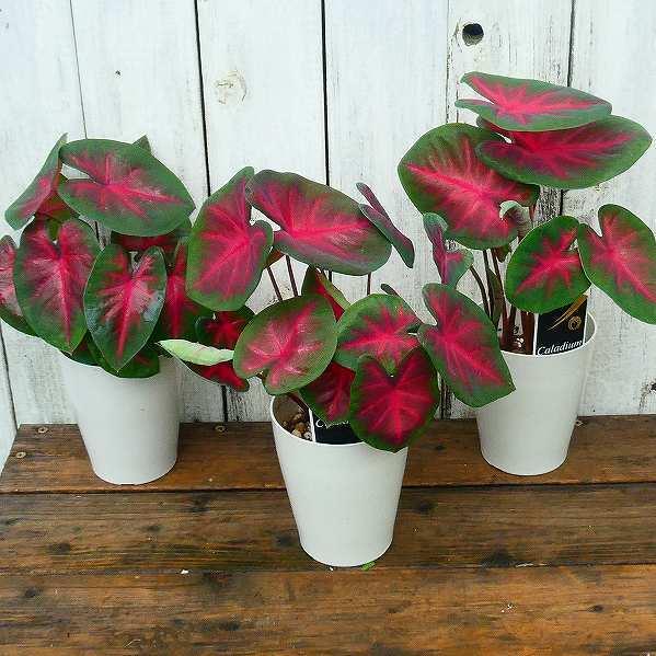 カラジューム 赤葉 3.5号鉢 苗 観葉植物 カラジウム 220712 : お花処