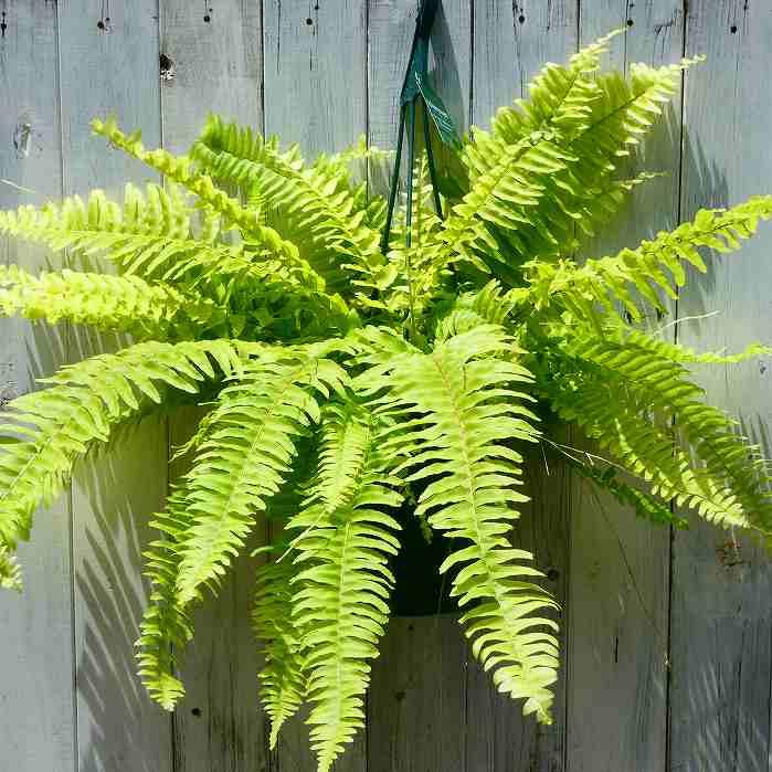 ネフロレピス ブロンド 5号吊り鉢 黄金葉 大株 観葉植物 シダ植物