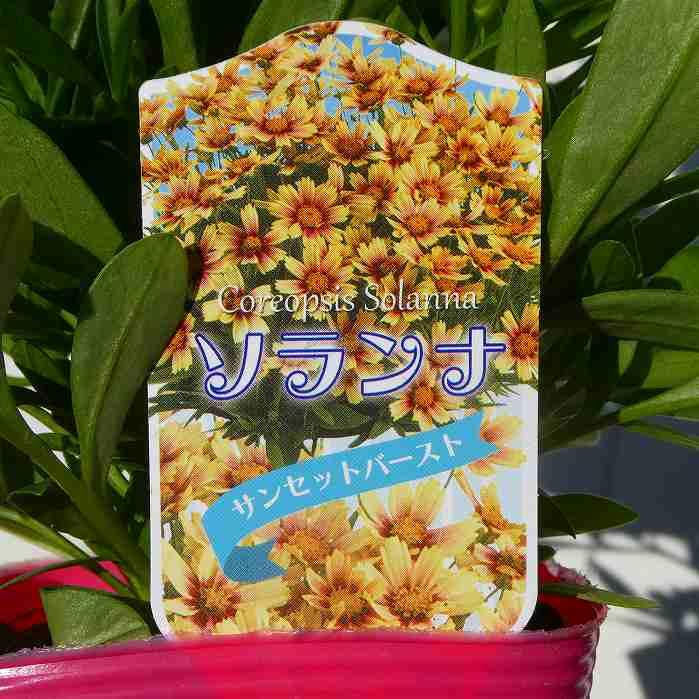 コレオプシス 苗 サンセットバースト ソランナ 3.5号 黄花 耐寒性