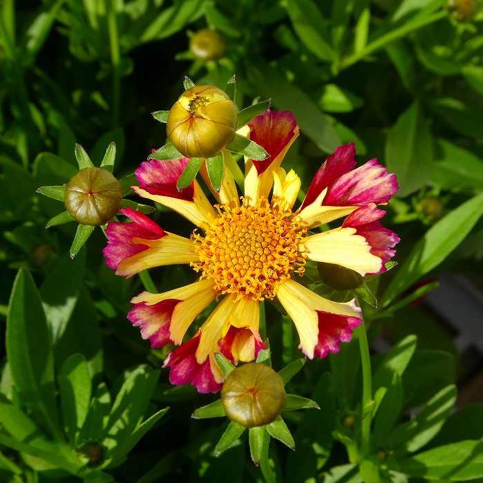 コレオプシス 苗 サンセットバースト ソランナ 3.5号 黄花 耐寒性