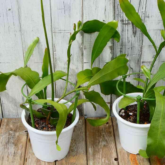 月下美人 苗 5号鉢 孔雀サボテン 白花 多肉植物 240924 花 月下美人 苗 5号鉢 孔雀サボテン 白花 多肉植物 240924 花
