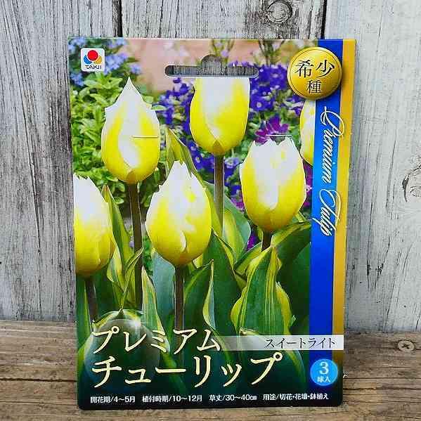 チューリップ 球根 スイートライト 3球 斑入り 黄色 希少種 秋植え球根