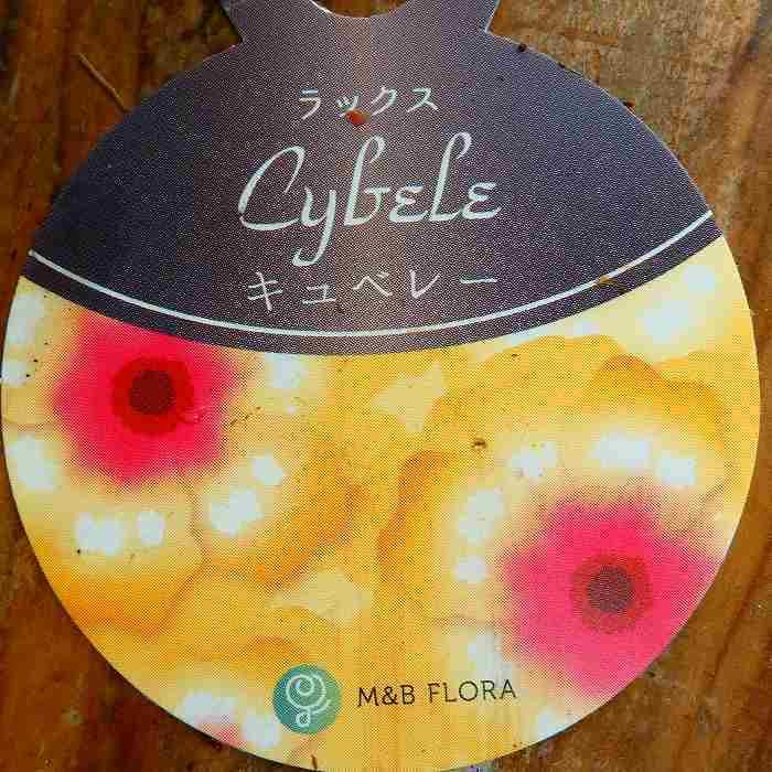 ラナンキュラス ラックス キュベレー 苗 4号ポット 耐寒性 宿根草 球根
