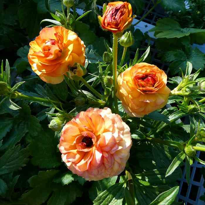 ラナンキュラス ラックス ベスタリス 苗 4号ポット 耐寒性 宿根草 球根