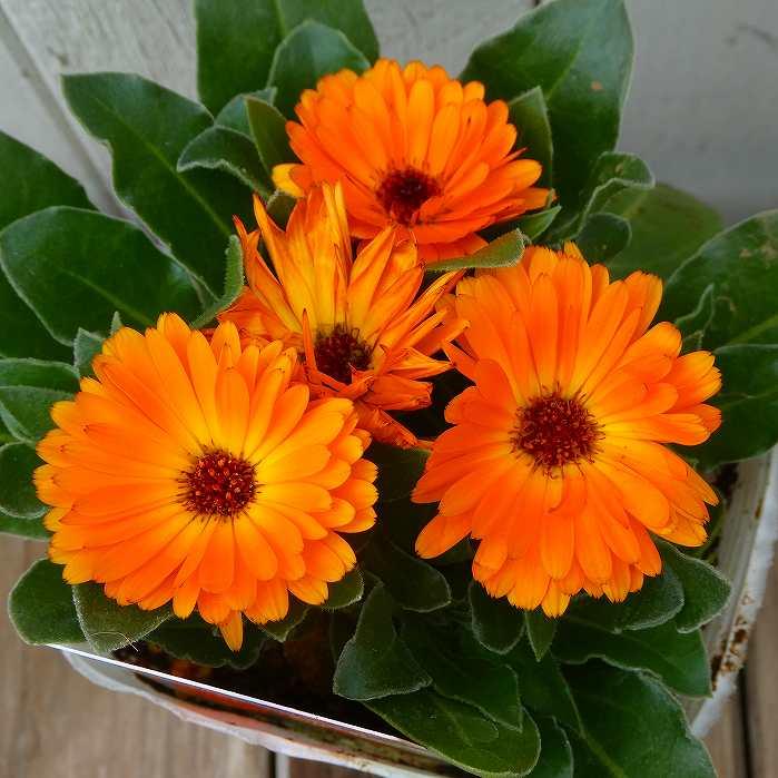 カレンジュラ 苗 エミフル パンプキン オレンジ花 きんせんか 冬花壇