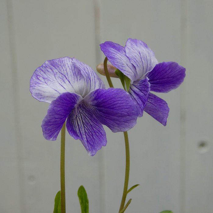 すみれ 苗 アナマハケメ 2.5号 日本すみれ スミレ 花苗 山野草 宿根草