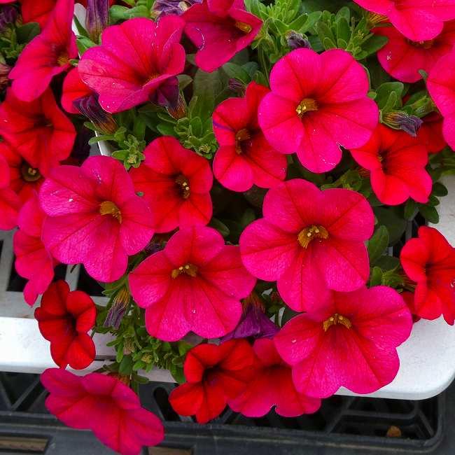 カリブラコア 苗 サンバ レッド 赤花 3.5号 秋まで咲く 260414 : お花