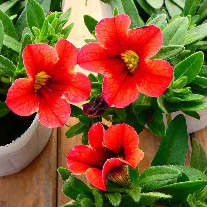 カリブラコア 苗 サンバ オレンジキッス 3.5号 秋まで咲く 230412