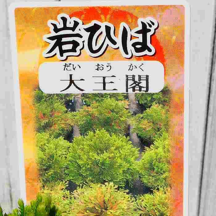 岩ひば 苗 大王閣 2.5号 イワヒバ 岩ヒバ 山野草 盆栽 260324 : お花処