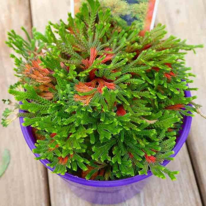 岩ひば 苗 唐花 2.5号 イワヒバ 岩ヒバ 山野草 盆栽 250417 : お花処