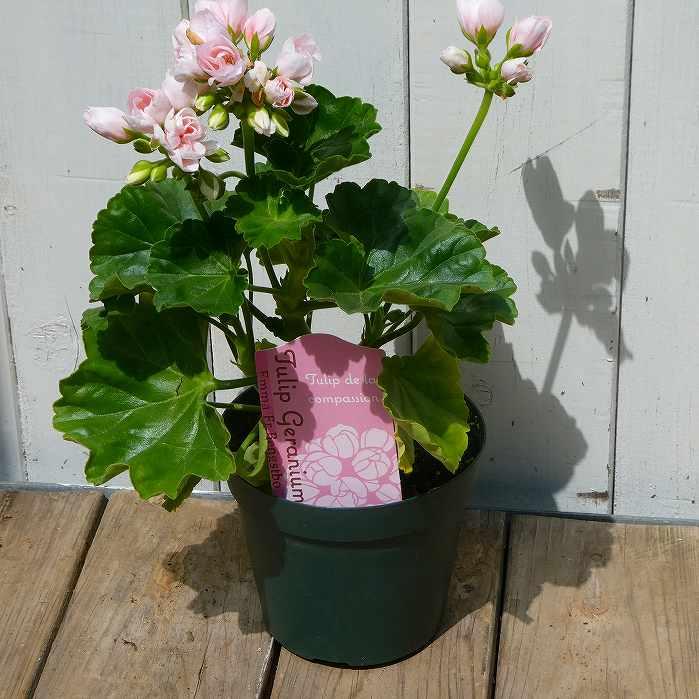 ゼラニウム チューリップゼラニウム エマ 淡いピンク 3.5号 250429