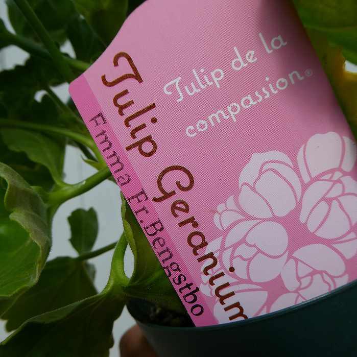 ゼラニウム チューリップゼラニウム エマ 淡いピンク 3.5号 250429