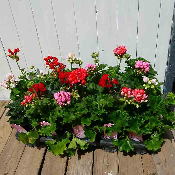 ゼラニウム チューリップゼラニウム エマ 淡いピンク 3.5号 250429