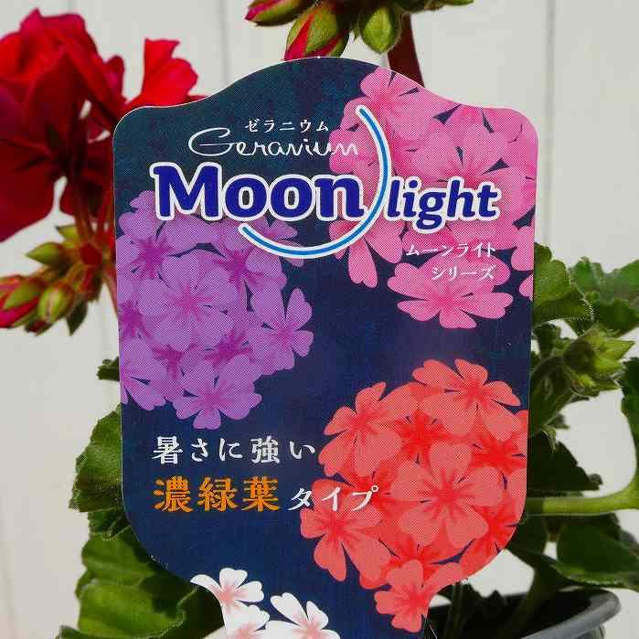 栄養系ゼラニウム 苗 ムーンライト 花色お任せ 3.5号 260331 : お花処