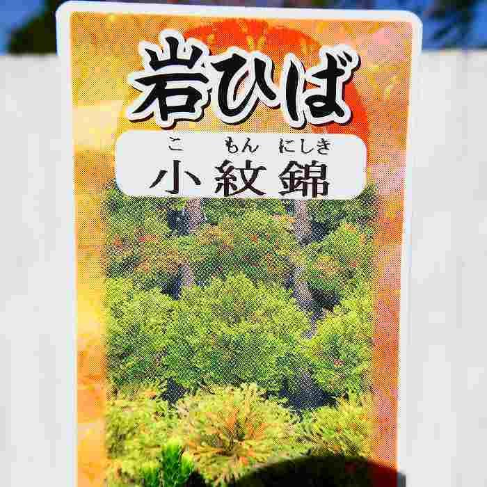 岩ひば 苗 小紋錦 2.5号 イワヒバ 岩ヒバ 山野草 盆栽 260409 : お花処