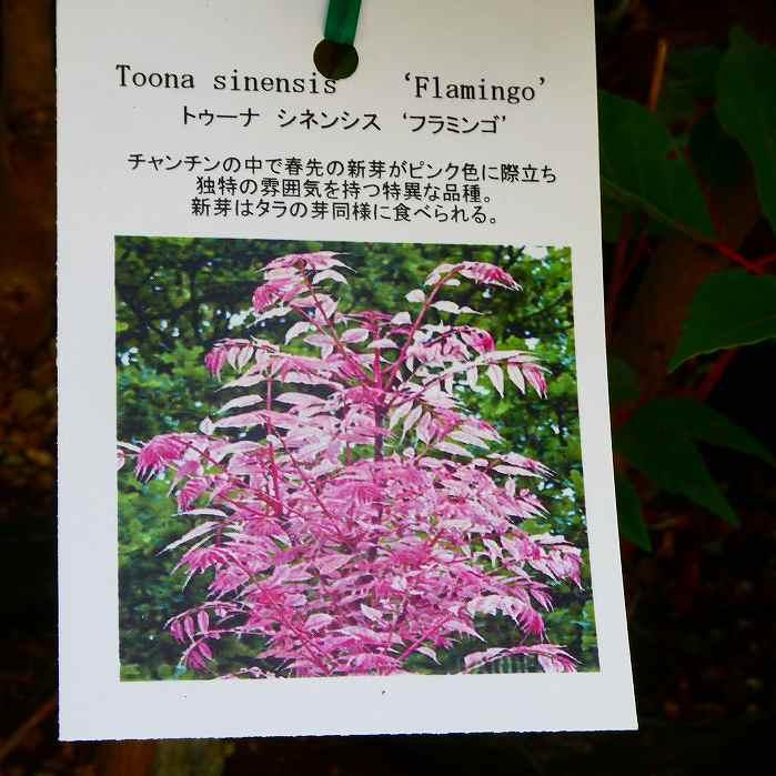 チャンチン 苗 フラミンゴ 5号 香椿 庭木 240606 : お花処 昌山園